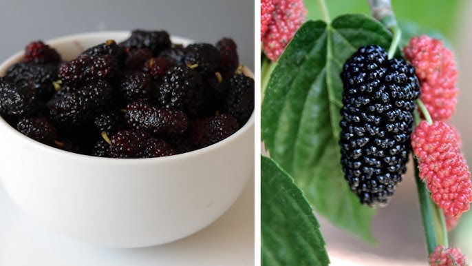 can u eat mulberries