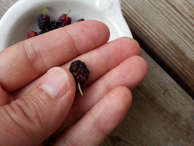 can u eat mulberries