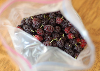 can u eat mulberries