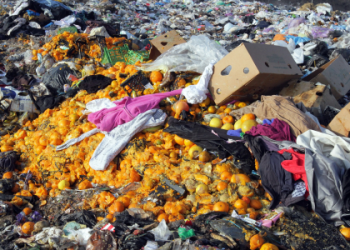 all the food in the world