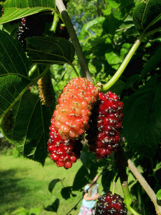 can u eat mulberries